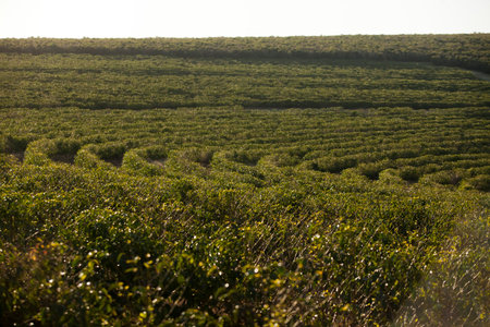 View of a coffee plantation in brazil, south america. high quality photoの写真素材