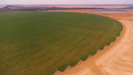 Aerial - drone view of Green drills or rows of growing potatoes at a plantation in Brazil. The plants are tall, rich green with lots of leaves. high quality photoの写真素材