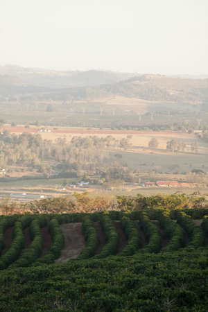 View of a coffee plantation in brazil, south america. high quality photoの写真素材