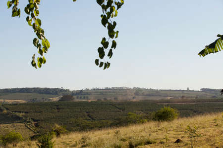 View of a coffee plantation in brazil, south america. high quality photoの写真素材