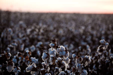 cotton plantation for industrial - textile use , ready to harvest. high quality photoの写真素材