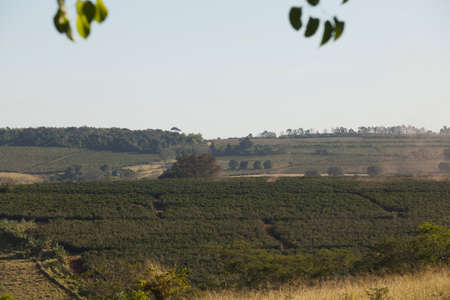 View of a coffee plantation in brazil, south america. high quality photoの写真素材