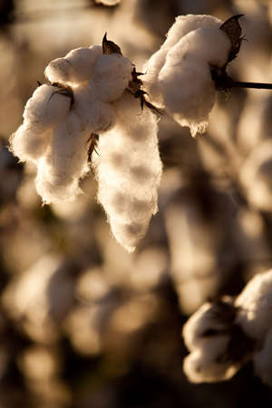 cotton plantation for industrial - textile use , ready to harvest. high quality photo