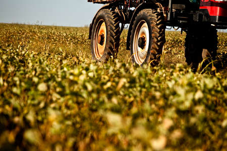 Soybean field ripening at a large farm in the countryside. Agricultural landscape. Soy plantation. high quality photoの写真素材