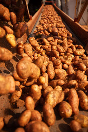 Factory interior. Chips production. Factory equipment, product manufacturing process. high quality photoの写真素材