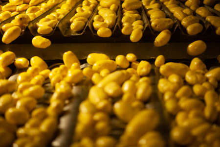 Factory interior. Chips production. Factory equipment, product manufacturing process. high quality photoの写真素材