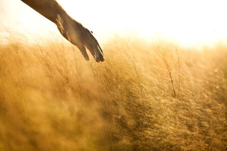 Man's hand passing over a wheat field on a beautiful sunny day. Freedom and wellbeing concept. high quality photoの写真素材