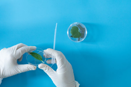 Production line pharmaceutical industry. Manufacturing of drugs and medications, pharmaceuticals. Laboratory Petri dish transparent biology plant green blue backgroundの写真素材