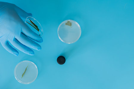 Production line pharmaceutical industry. Manufacturing of drugs and medications, pharmaceuticals. Laboratory gloves blue Petri dishの写真素材