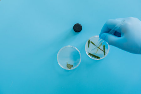 Production line pharmaceutical industry. Manufacturing of drugs and medications, pharmaceuticals. Laboratory gloves blue Petri dishの写真素材