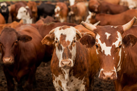 Aerial view of hHerd of farm cattle cows black angus.の写真素材