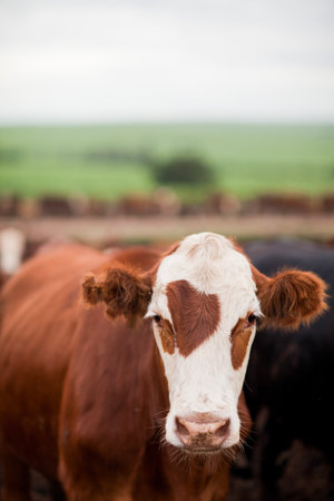 Aerial view of herd of farm cattle cows.