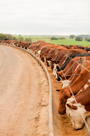Aerial view of herd of farm cattle cows black angus.の写真素材