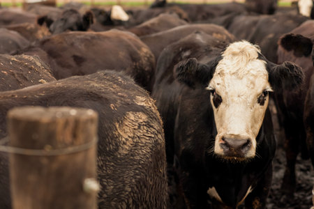 Aerial view of hHerd of farm cattle cows black angus.の写真素材