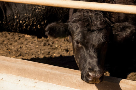 Aerial view of hHerd of farm cattle cows black angus.