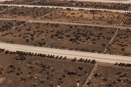 Aerial view of hHerd of farm cattle cows black angus.