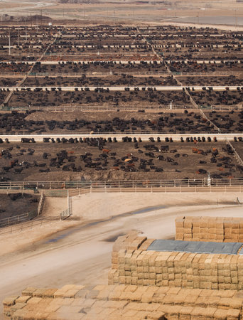 Aerial view of hHerd of farm cattle cows black angus.の写真素材
