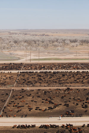 Aerial view of hHerd of farm cattle cows black angus.の写真素材