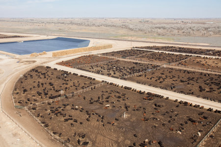 Aerial view of hHerd of farm cattle cows black angus.