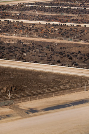 Aerial view of hHerd of farm cattle cows black angus.