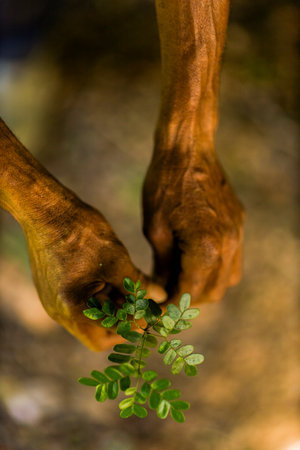 Close-up of hands gently holding a small green plant in an outdoor natural setting. The image symbolizes growth, sustainability, and environmental care.の写真素材