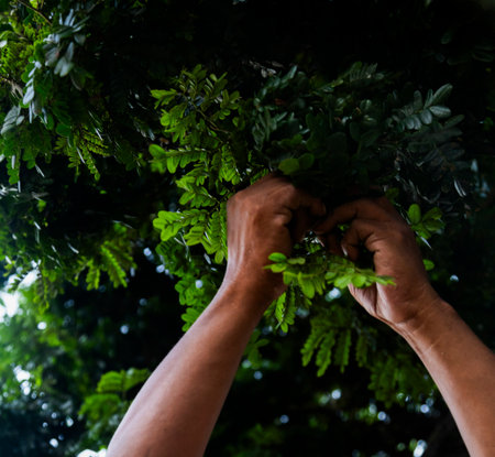 Indigenous Man Holding Tree Branches Pau Brasil Tree and Plantの写真素材