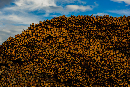 Massive stack of cut logs outdoors, representing forestry production and raw material processing.