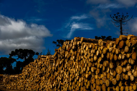 Massive stack of cut logs outdoors, representing forestry production and raw material processing.