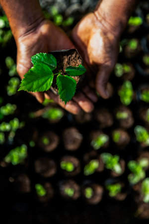 Close-up of a hand holding a small plant seedling with soil inside a greenhouse or nursery. The background shows rows of green seedlings, illustrating agriculture, growth, and sustainability.の写真素材
