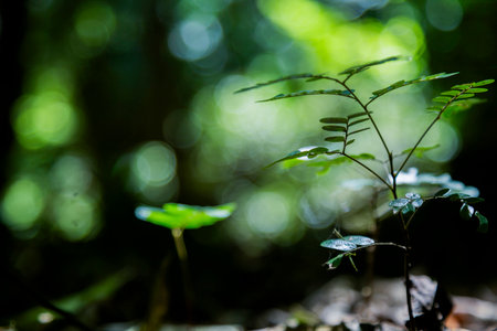 Young seedling growing on the forest floor under natural sunlight