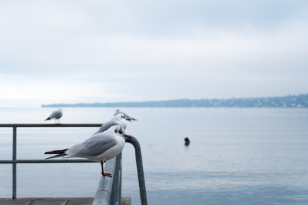 Seagulls at Lake Geneva Switzerland at morning in winter timeの写真素材
