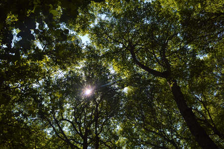 Looking up of the tree