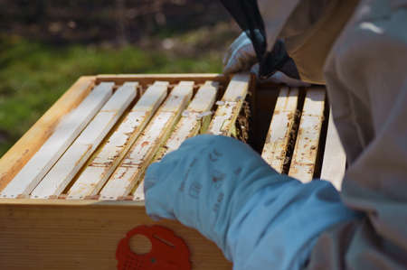 Beekeeping and apiculture at our little farm