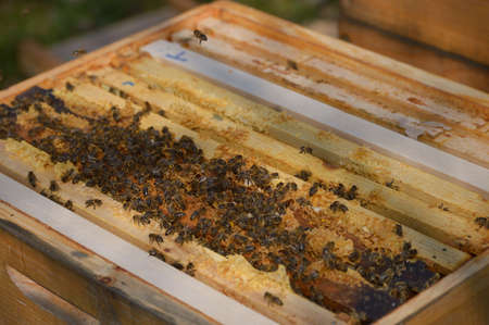 Beekeeping and apiculture at our little farm