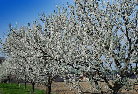 First spring blooming cherry trees