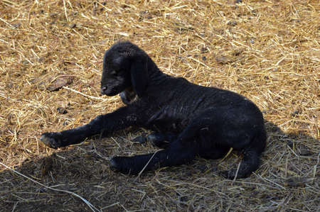 A little freshly born lamb in our little family farmの写真素材