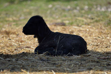 A little freshly born lamb in our little family farmの写真素材