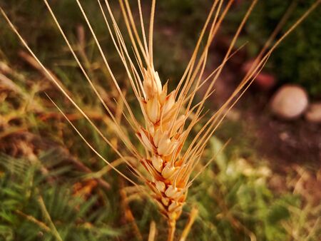 Wheat is a grass widely cultivated for its seed, a cereal grain which is a worldwide staple food