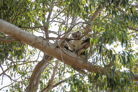 Koala in the tree relaxing and sleeping in Australiaの写真素材