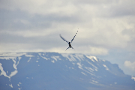 Birds in the North of Iceland flying free in Natureの写真素材