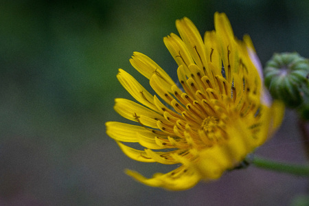 Flowers Close shot in Greece Kefaloniaの写真素材