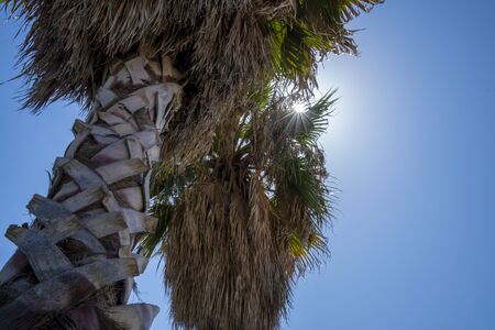 Palm Tree on the Beach of Civitavecchia in Italyの写真素材