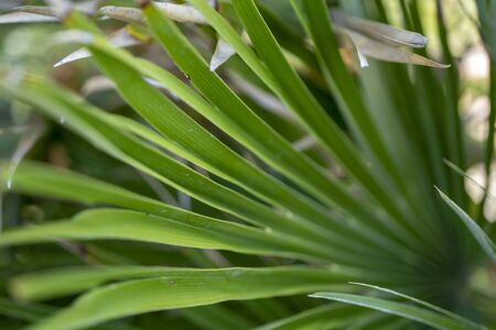 Jelly Palm Fruits Closeup Shot in Civitavecchia Italyの写真素材