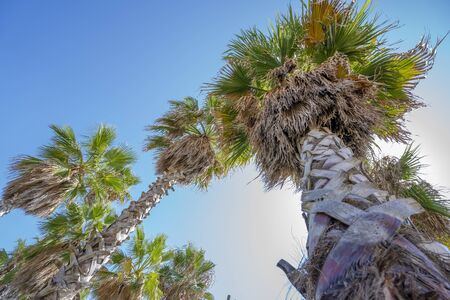 Palm Tree on the Beach of Civitavecchia in Italyの写真素材