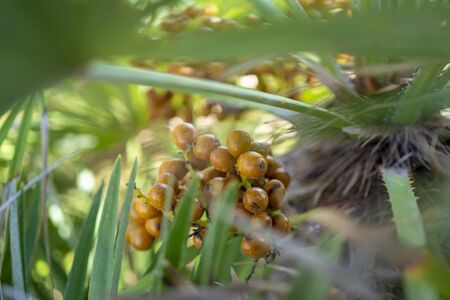 Jelly Palm Fruits Closeup Shot in Civitavecchia Italyの写真素材