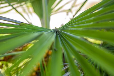 Jelly Palm Fruits Closeup Shot in Civitavecchia Italyの写真素材