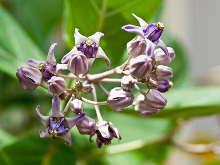 Crown flowerの写真素材