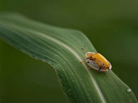 Golden Tortoise Beetle