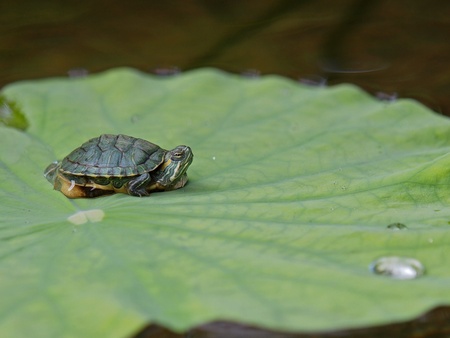 Baby tortoise basking on a waterlilyの写真素材