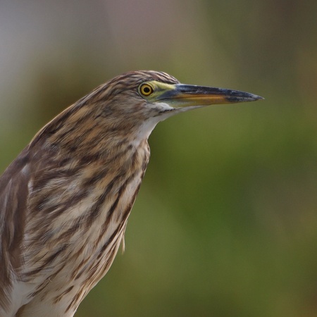 Chinese Pond Heron in Non-breeding Colours     の写真素材